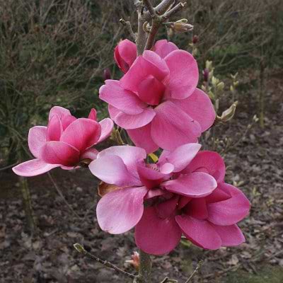 watermelon magnolia