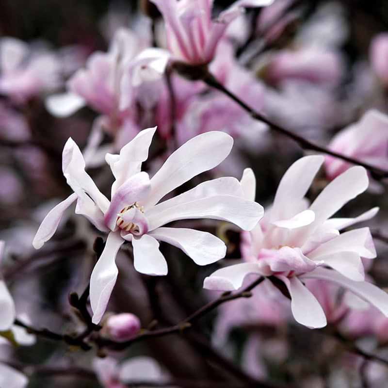 Magnolia Leonard Messel