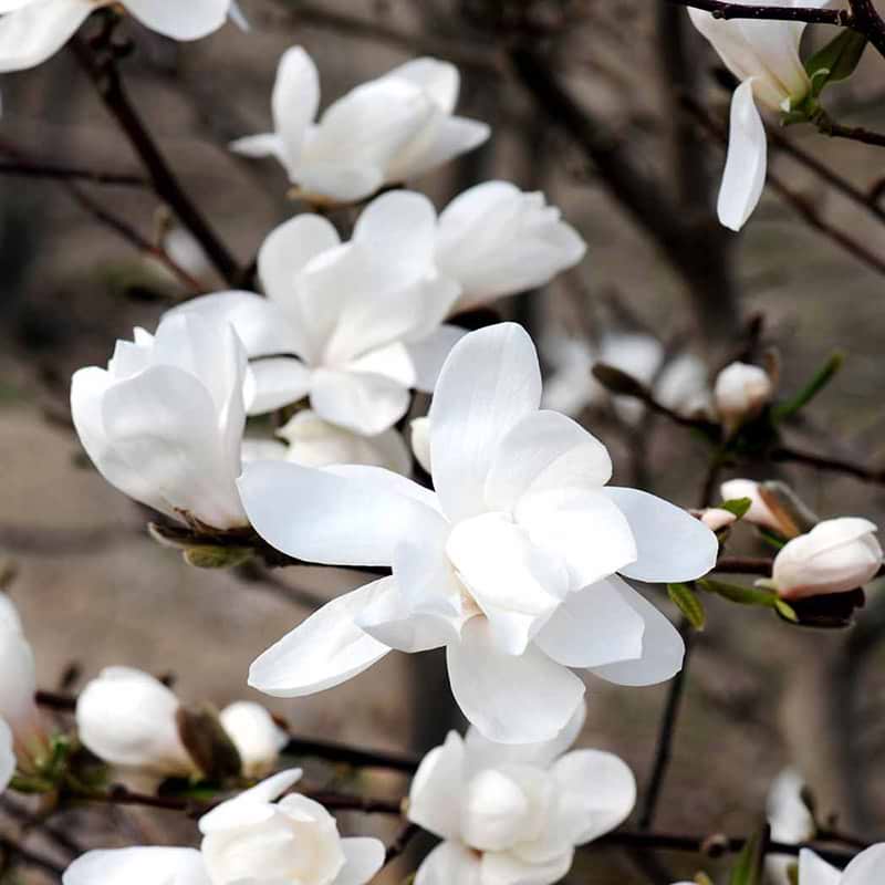Magnolia Merrill 