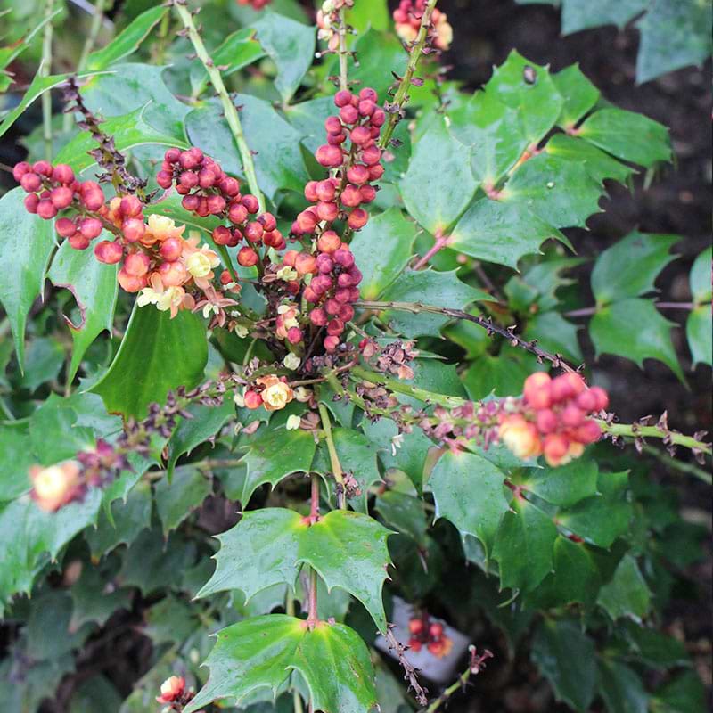 Mahonia Cabaret