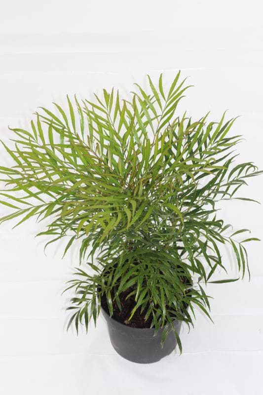 Mahonia Soft Caress