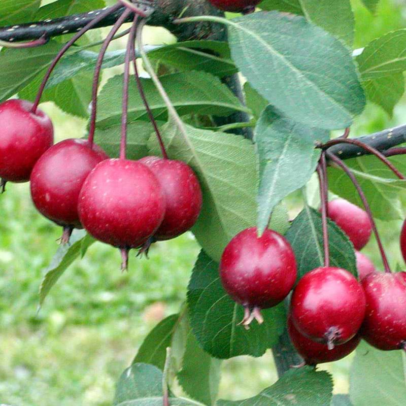 Paradisæble Malus Makamik