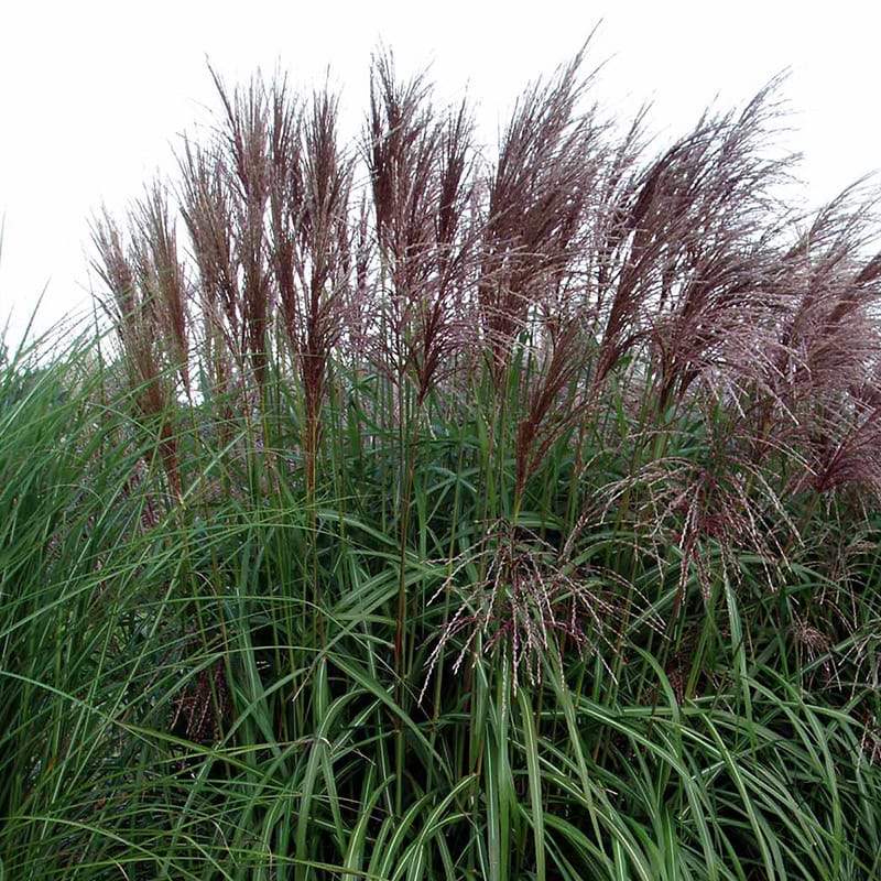 Elefantgræs (MISCANTHUS SINENSIS MALEPARTUS