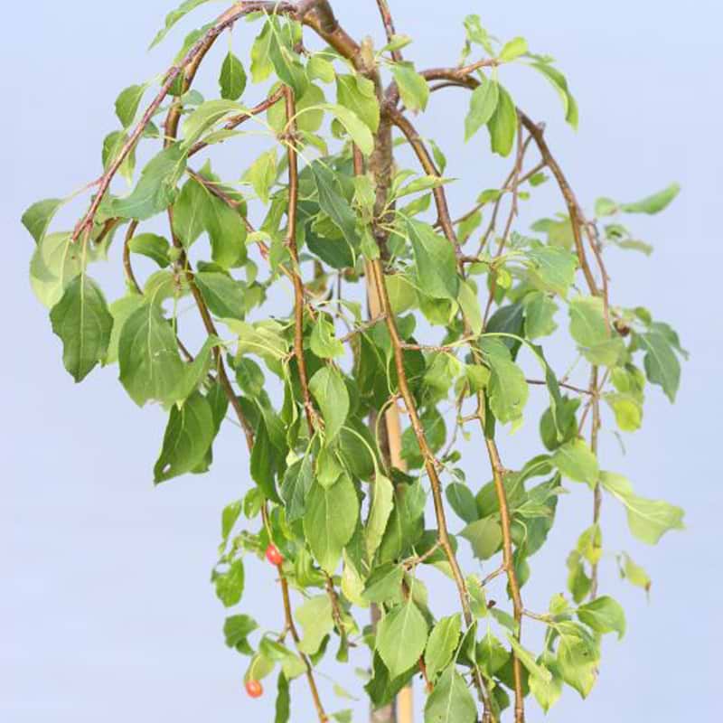 Malus Red Jade
