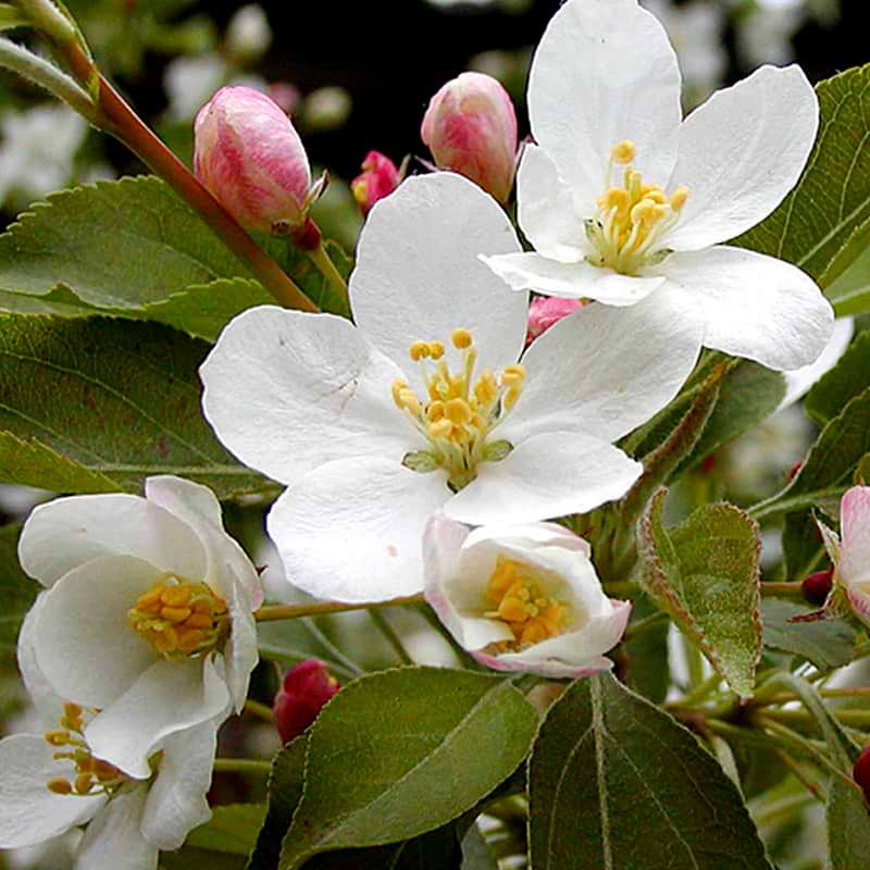 Paradisæble (Malus baccata 'Akso') 300-400 cm Enstammet Flere Varianter
