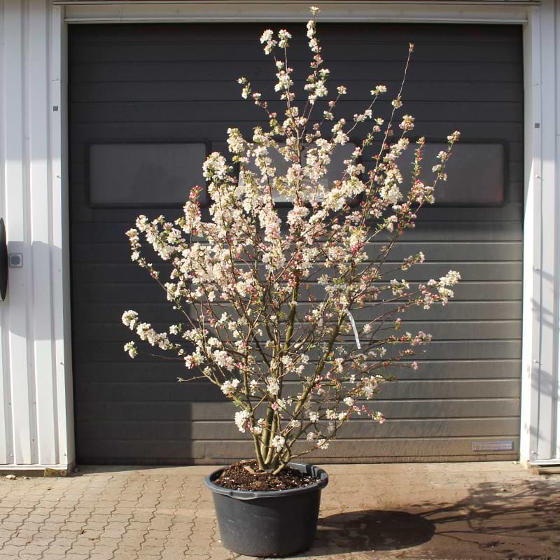 Malus hybrid 'Evereste'