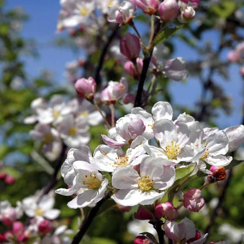 sart rosa blomster