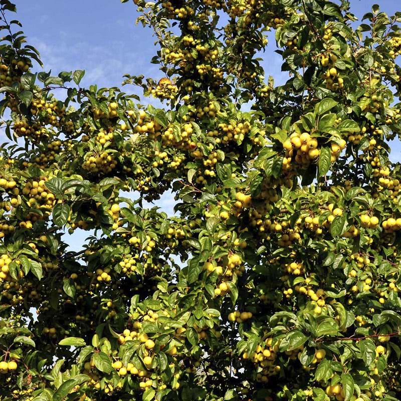 Paradisæble malus Golden Henry
