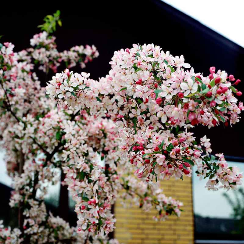 Paradisæble blomster