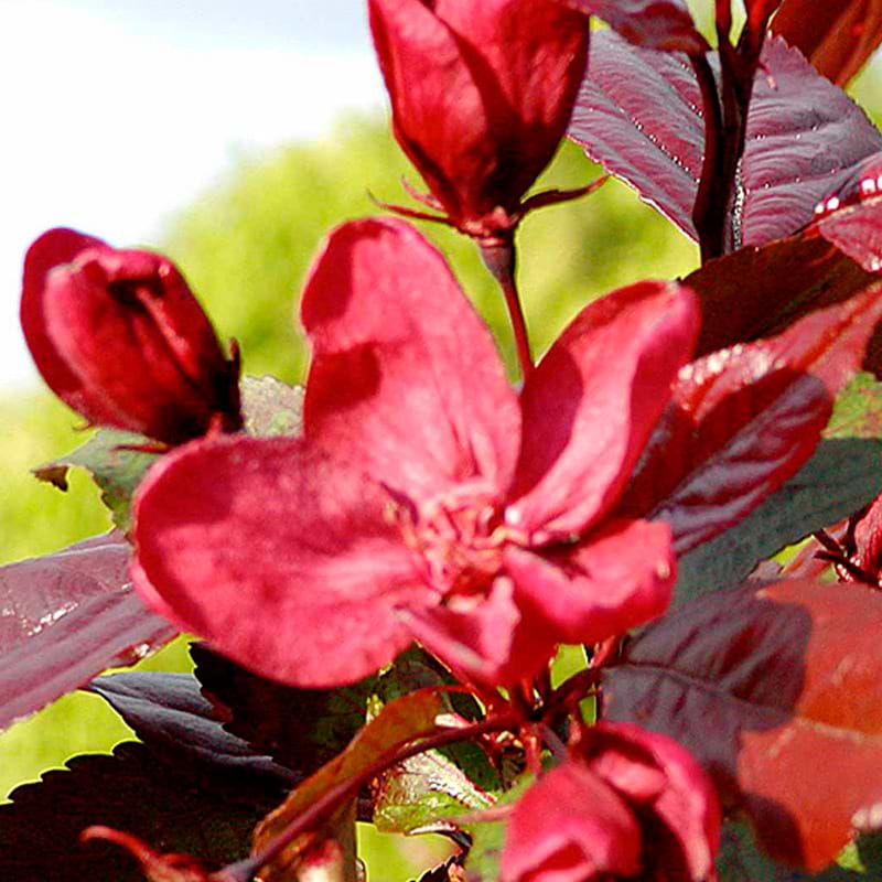 Paradisæble Royal Beauty
