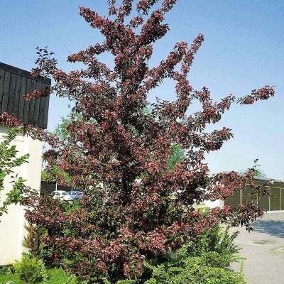 Malus 'Royalty'