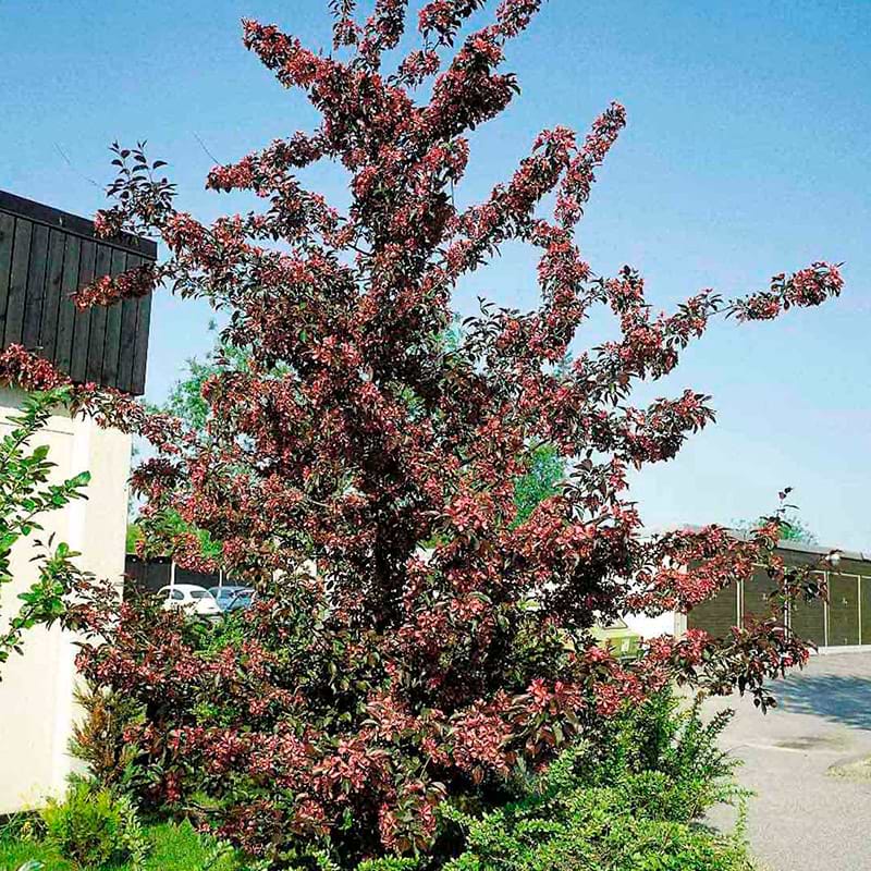 MALUS ' ROYALTY