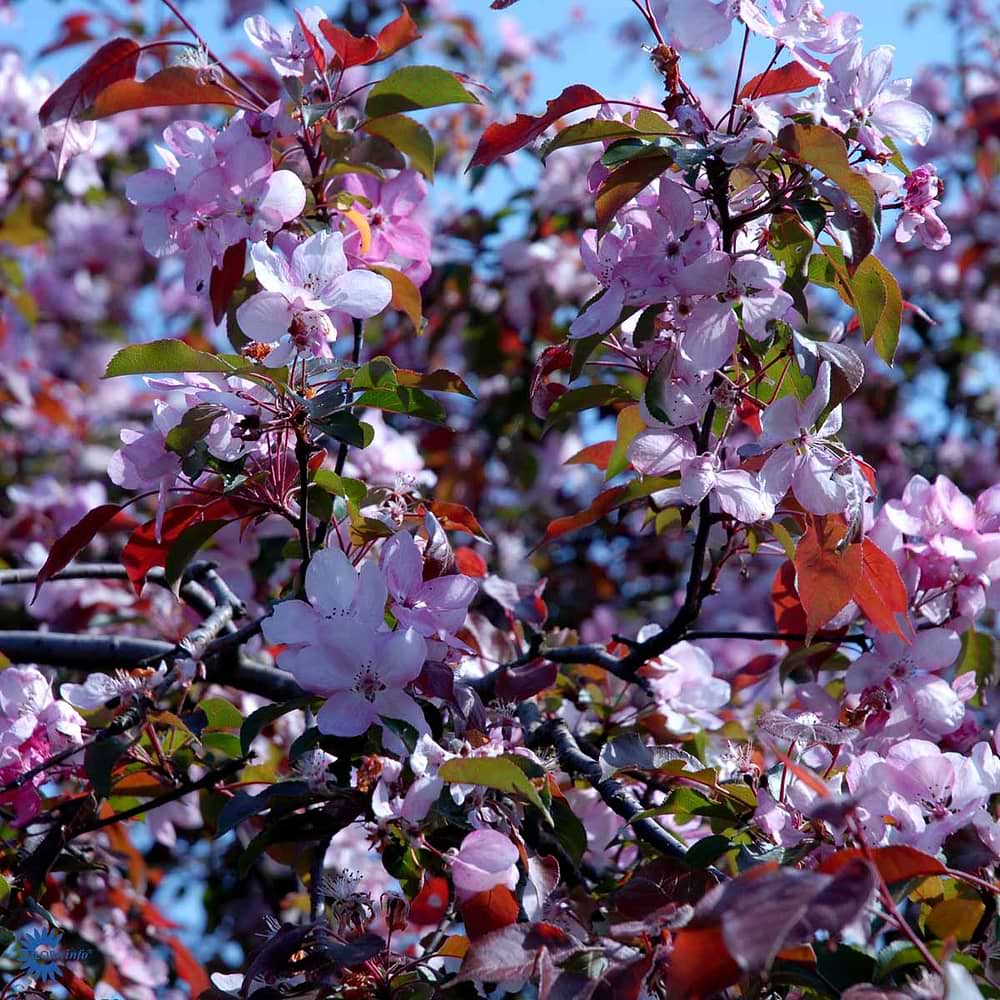 MALUS RUDOLPH blomster, træ