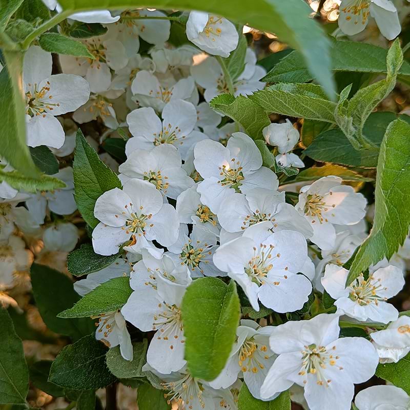Sargentæble hæk