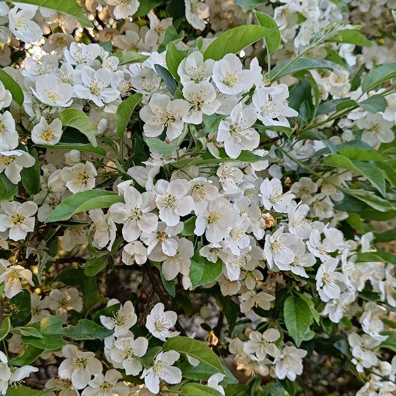 Hækplante Malus sargentii