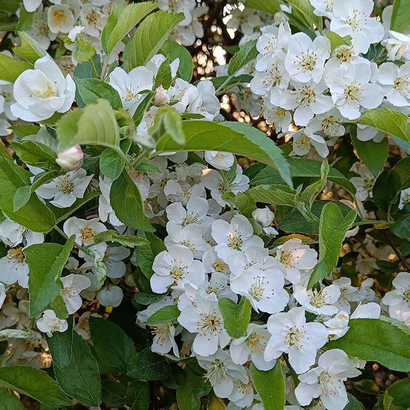 Sargentæble hækplante 