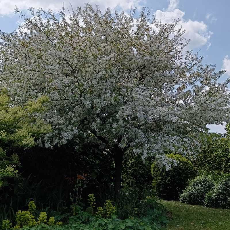 Paradisæble (Malus Siboldii 'Hesse') 200-250 cm