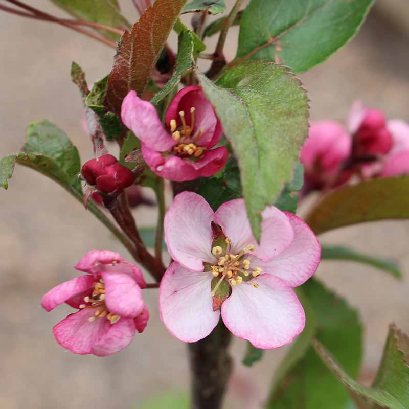 Malus Sargentii 'Spellbound'