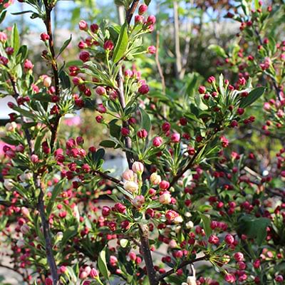 Malus sargentii tina