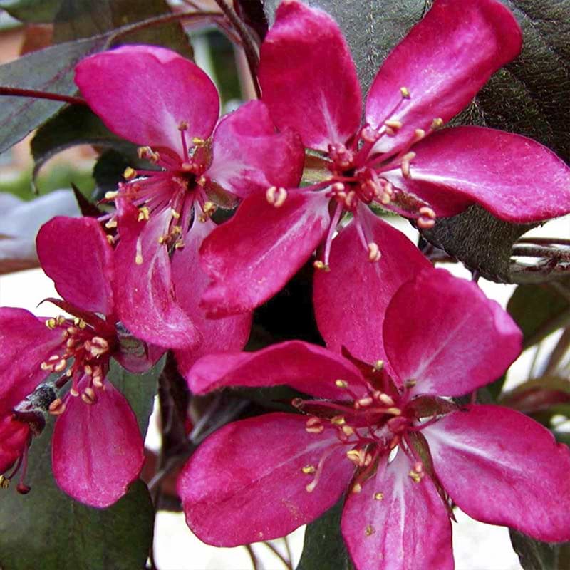 Paradisæble blomster rosa