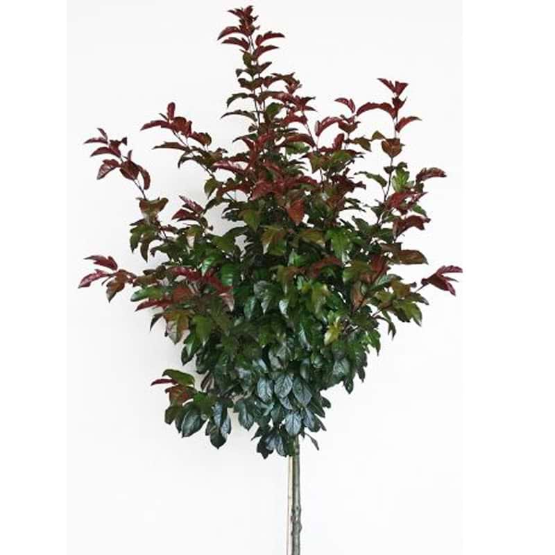Malus toringo scarletta