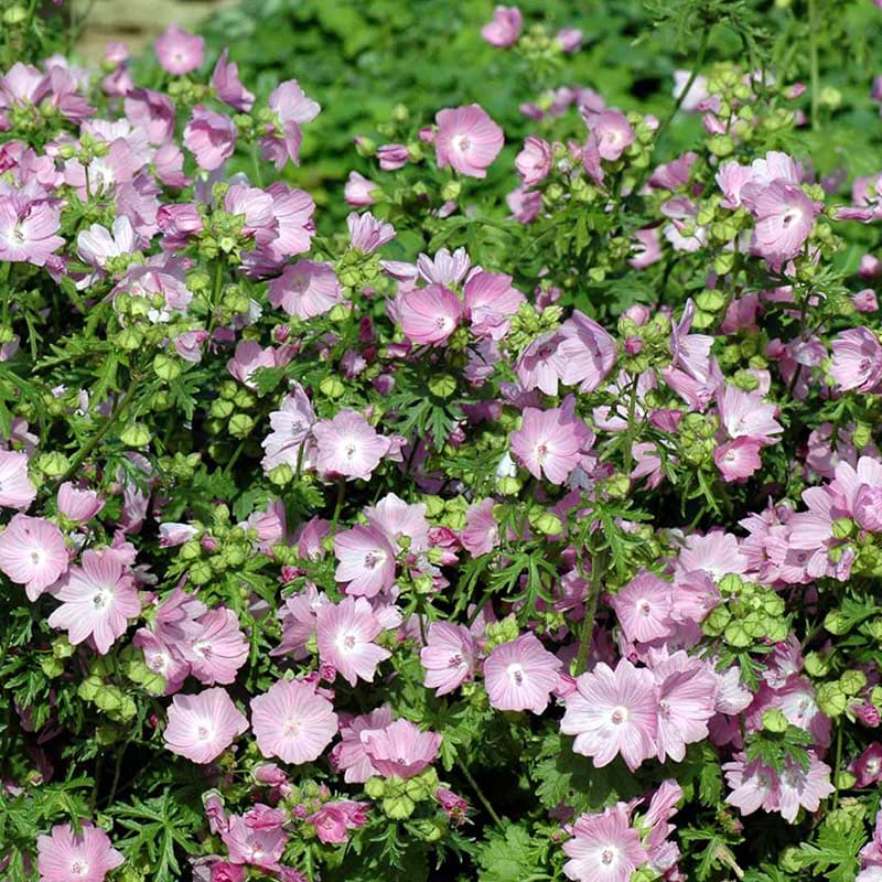 malva moschata