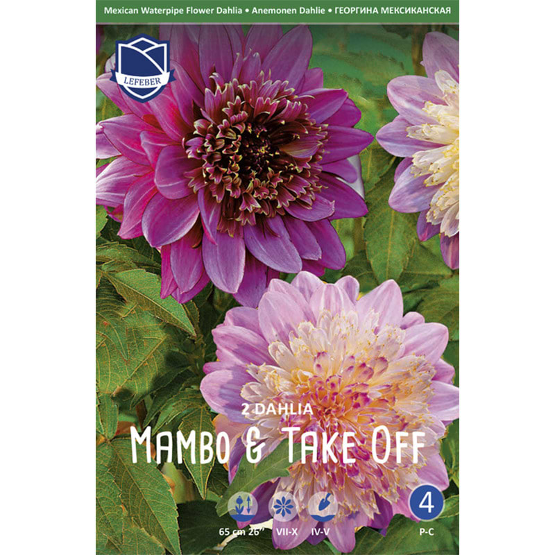 mambo og take off dahlia