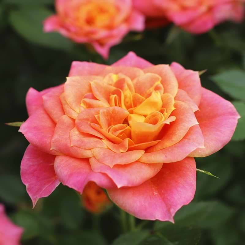 smuk rose