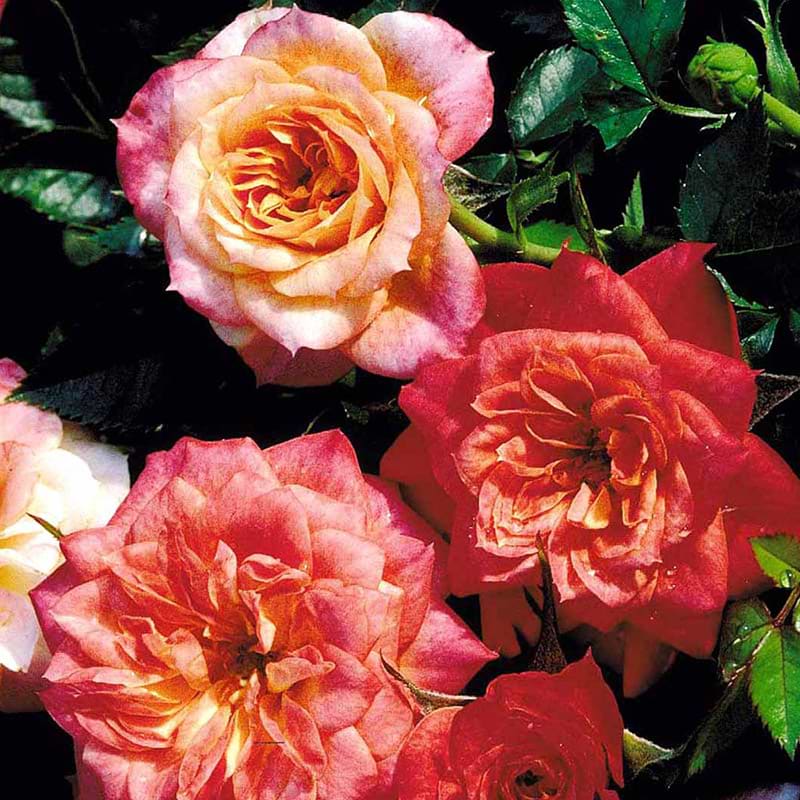 Rose ny mandarin
