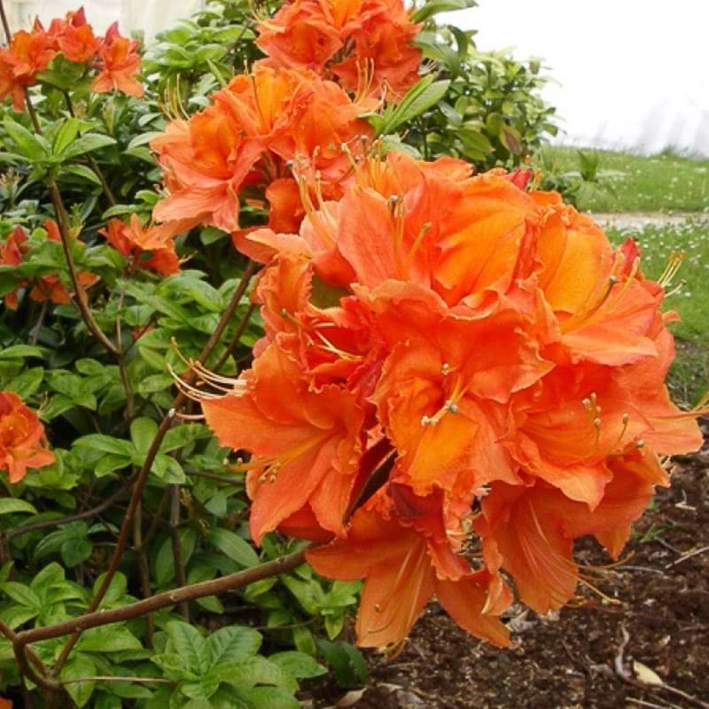 orange rhododendron