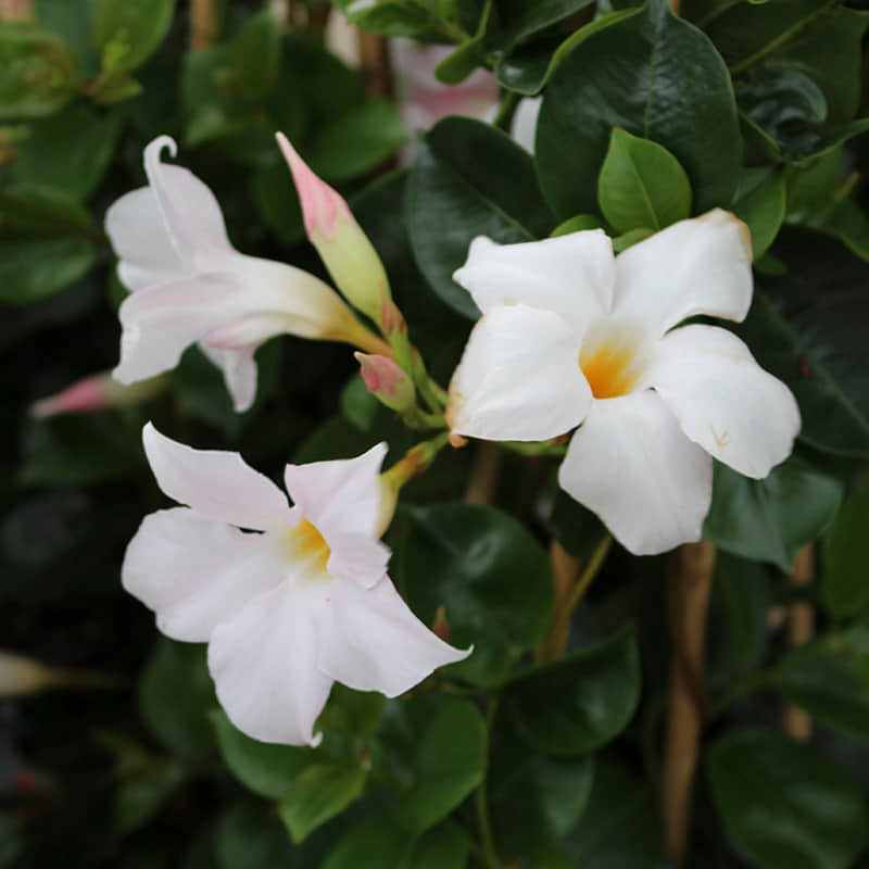 MANDEVILLA hvid