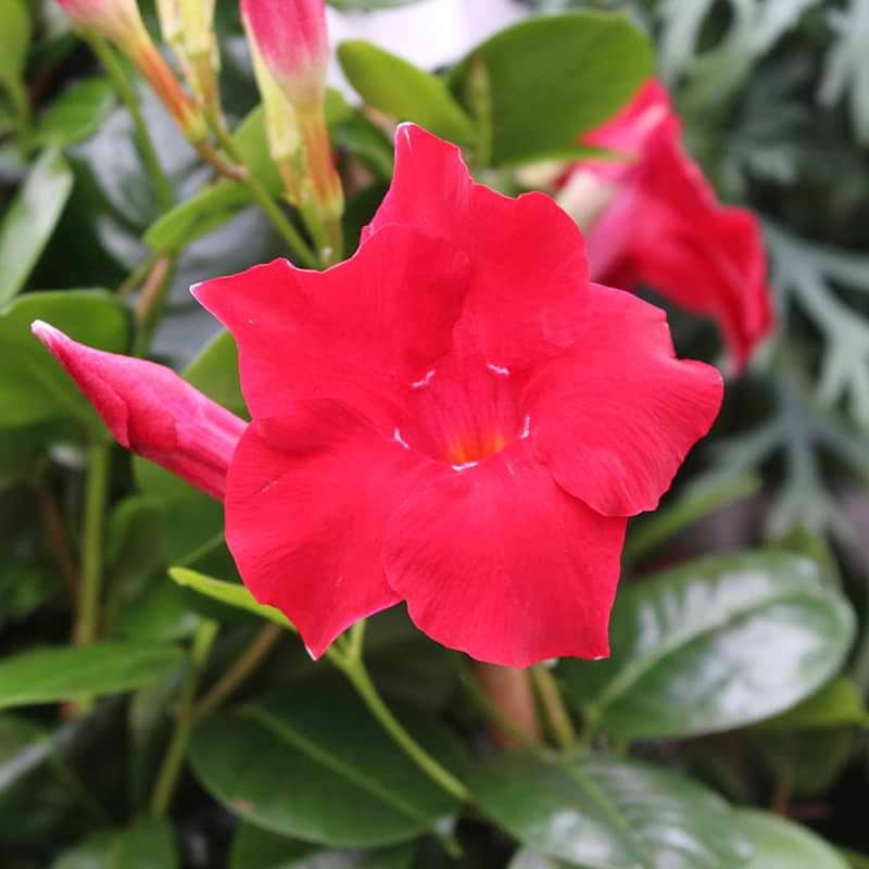 MANDEVILLA rød