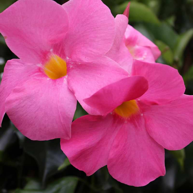 MANDEVILLA