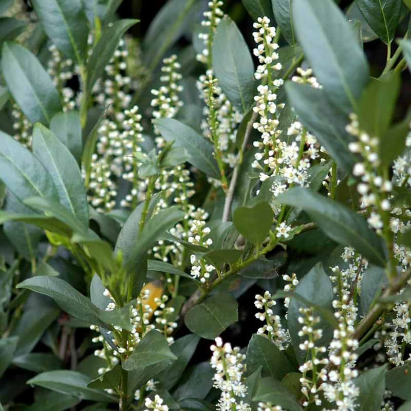 Prunus laurocerasus Mano