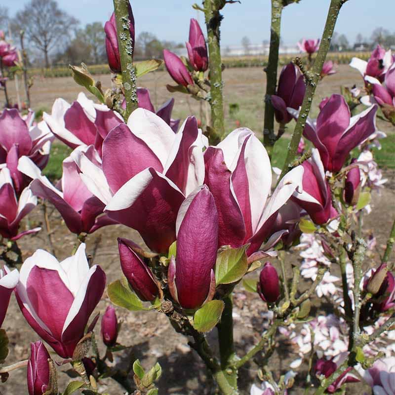 Magnolia March till frost