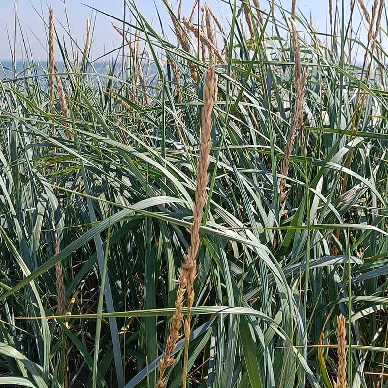 Marehalm (Leymus arenarius)