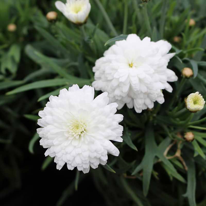 Marguerit hvid fyldte
