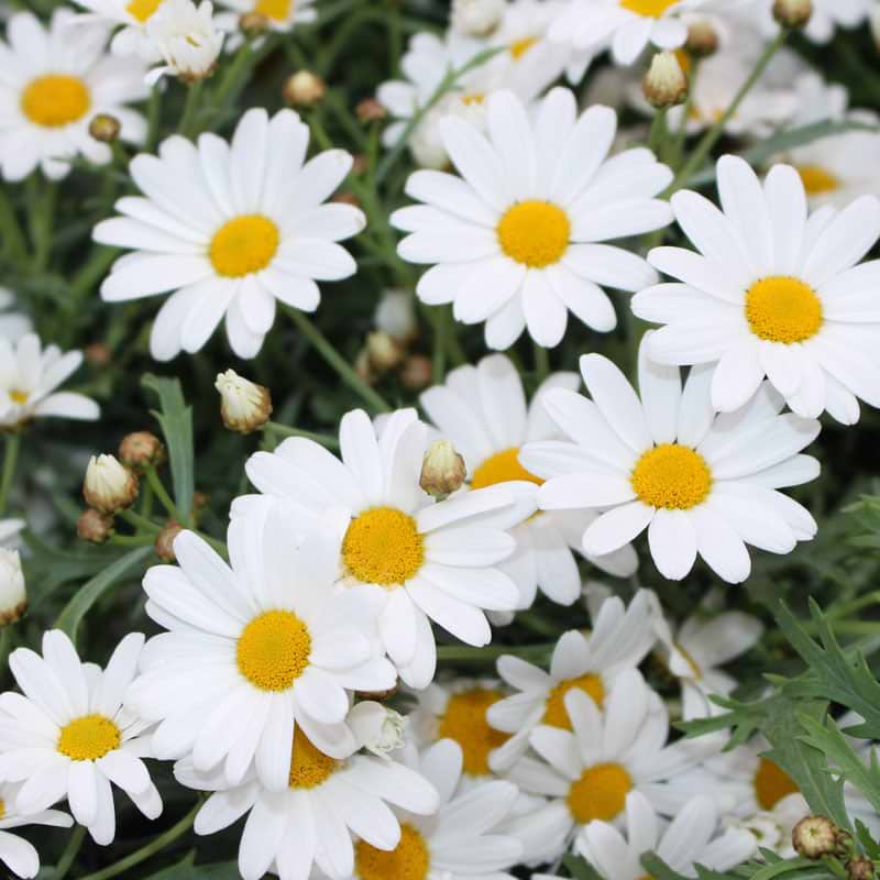 Marguerit hvid 