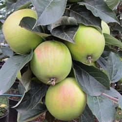 Cideræble Marie menárd