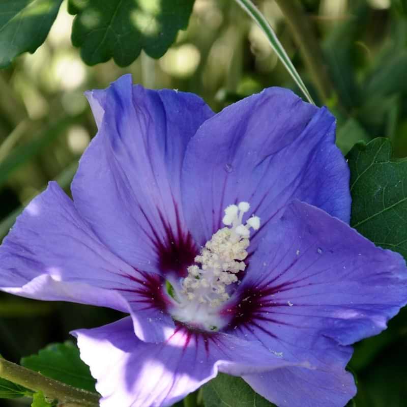 SYRISK ROSE (HIBISCUS SYRIACUS 'MARINA') BLOMST