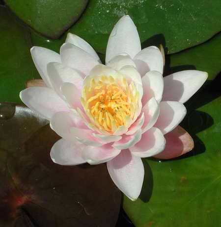 Åkande (Nymphaea 'Marliacea Rosea')