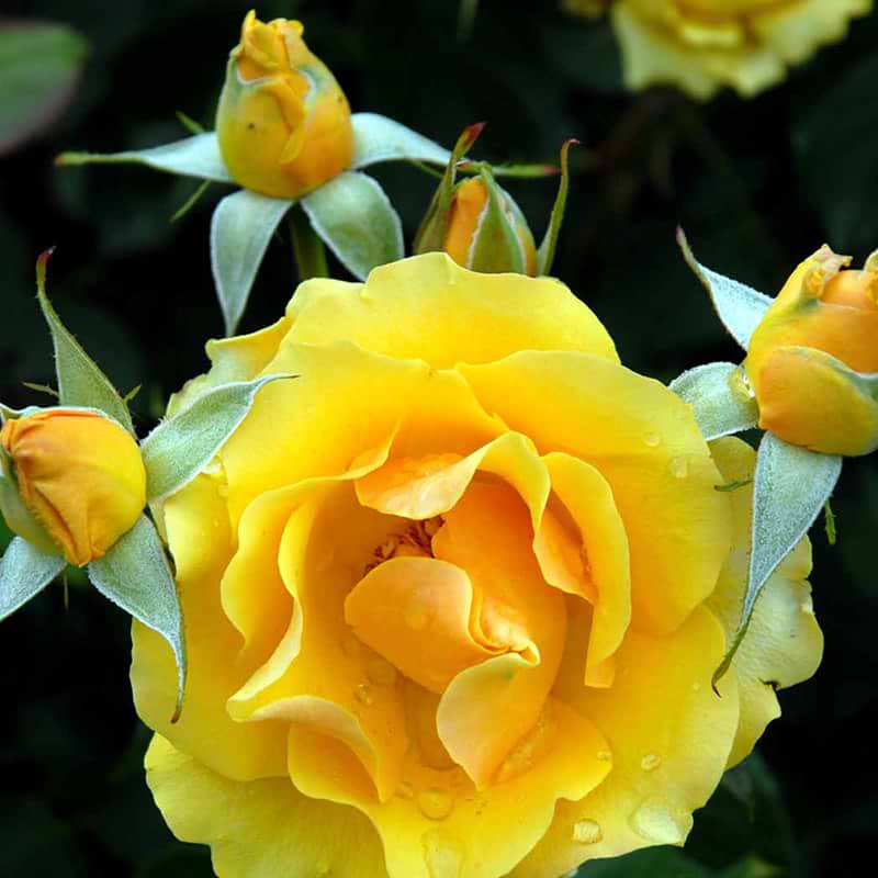 Marselisborg rose 