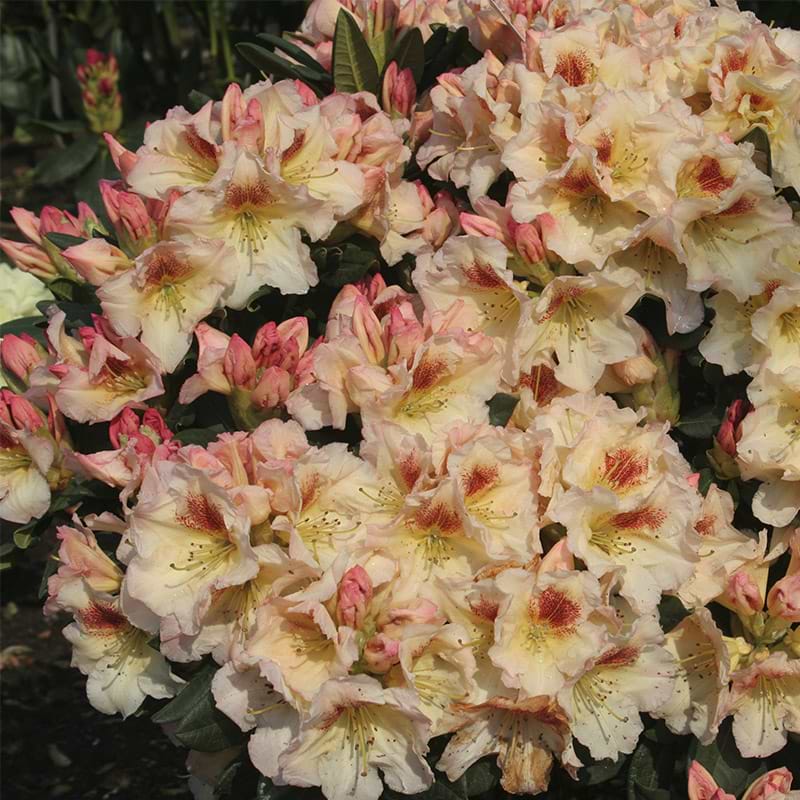marylou rhododendron