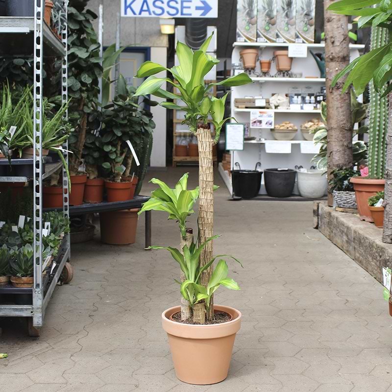 Duftdracaena Duftdracæna