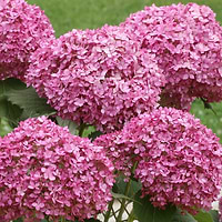 Hortensia (Hydrangea arborescens Bellaragazza 'Mauvette') - Flere Varianter