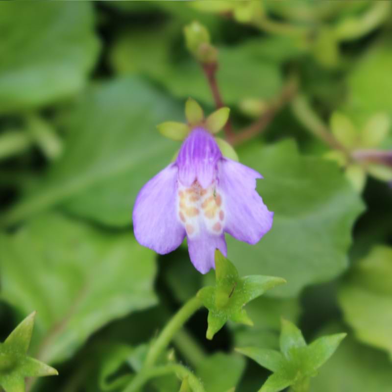 Mazus reptans vandplante