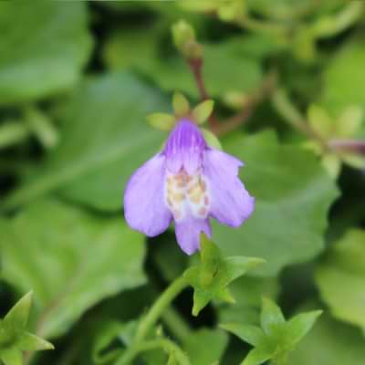 Mazus reptans