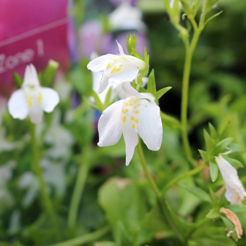Mazus reptans Albus