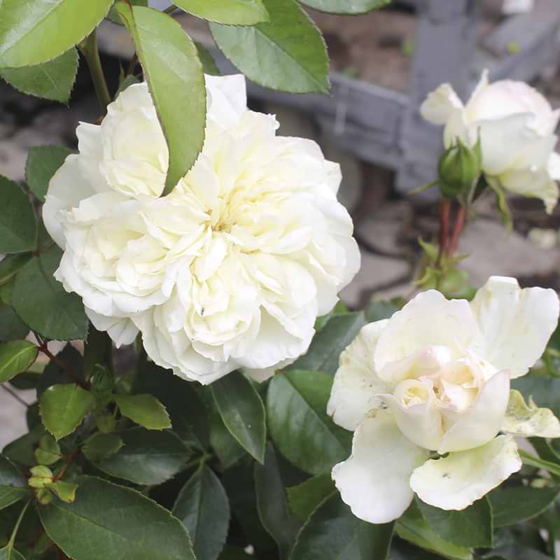 hvid rose