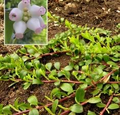 Melbærris arctostaphylos